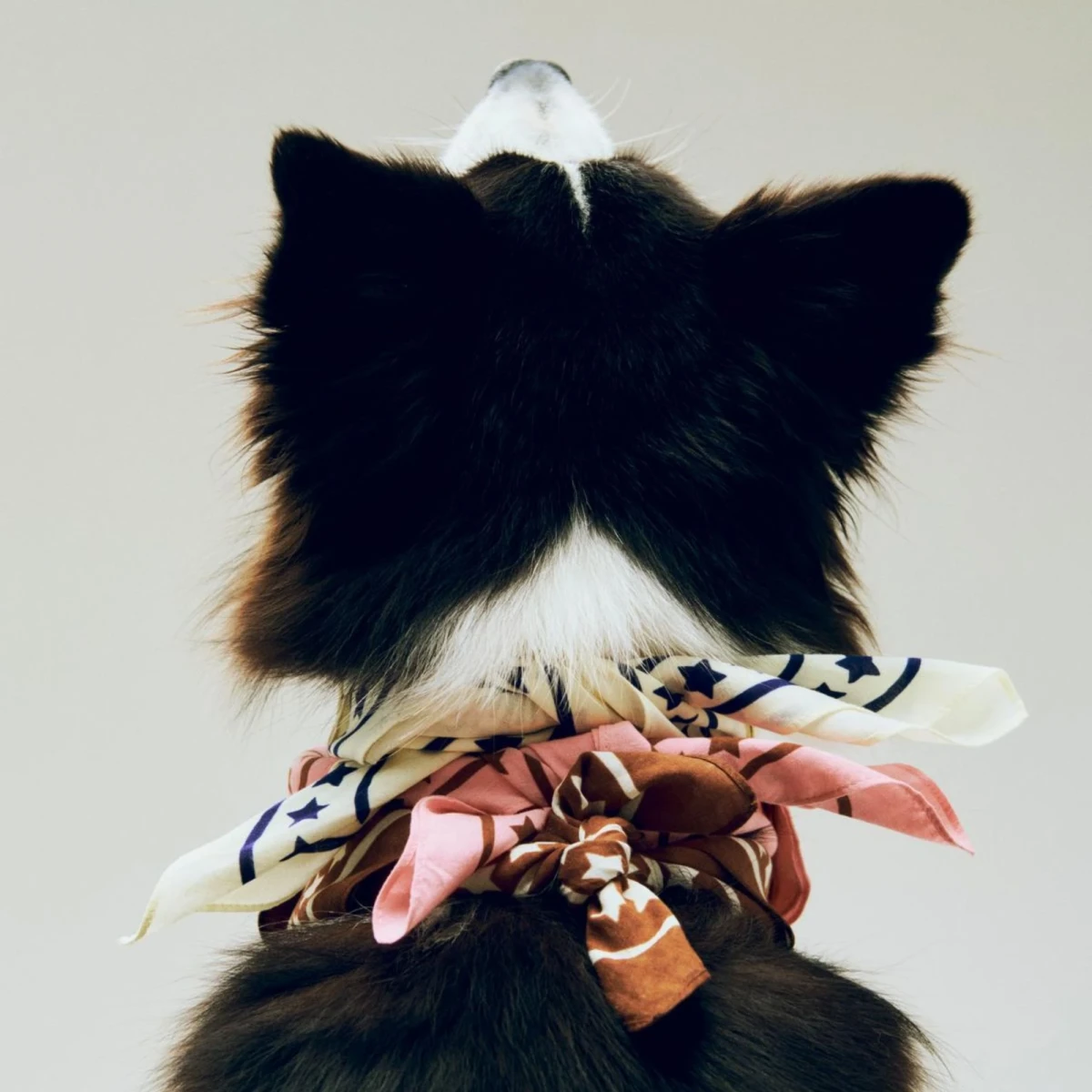 Chusta Dogs Scarf Brown HAY