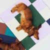 Koc Dogs Mulit Colour HAY