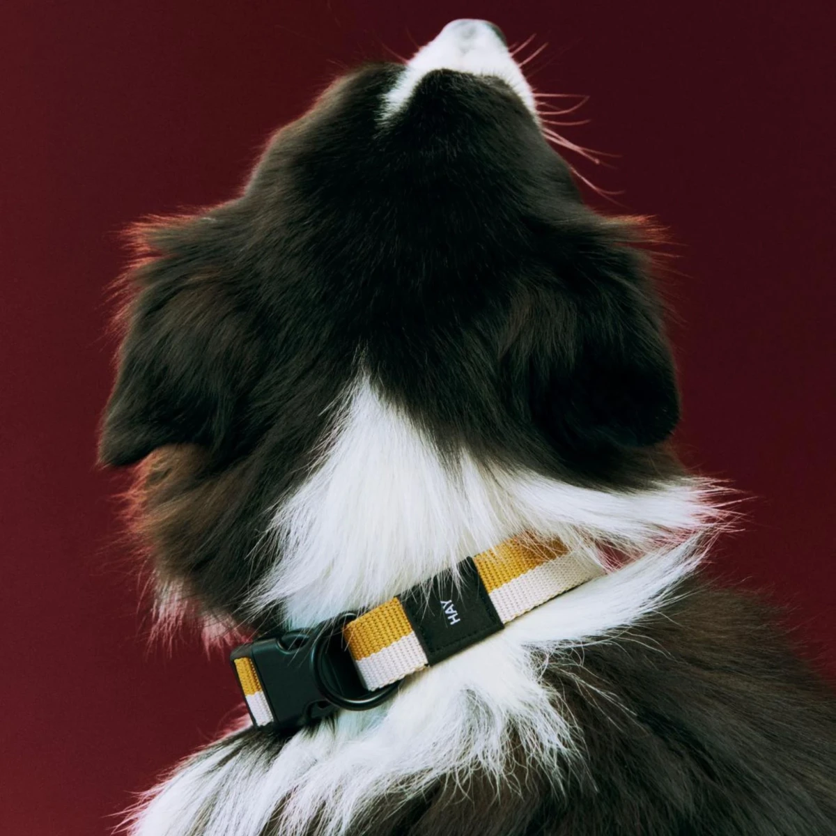 Obroża Dogs Collar Flat M/L Off White Ochre HAY