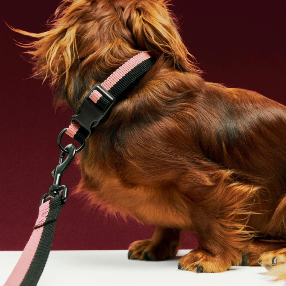 Obroża Dogs Collar Flat M/L Pink Black HAY