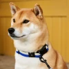 Obroża Dogs Collar Flat S/M Blue Black HAY