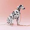 Obroża Dogs Collar Flat S/M Off White Ochre HAY