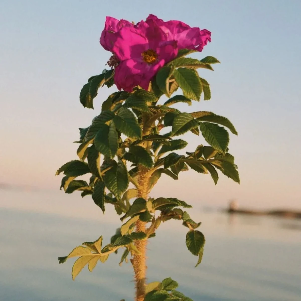 Mydlo w płynie 327 Beach Rose 450 ml L:A BRUKET