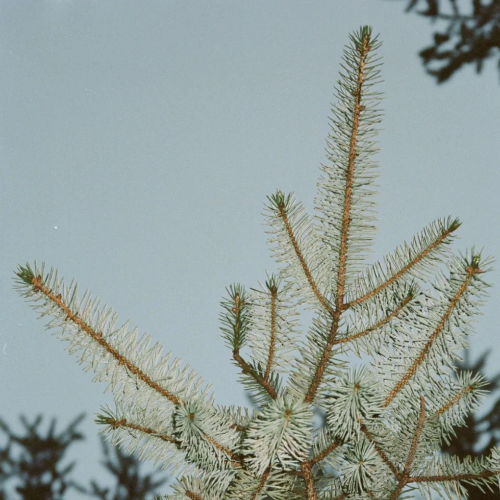 Dyfuzor zapachowy Nr 332 Winter Pine 200 ml