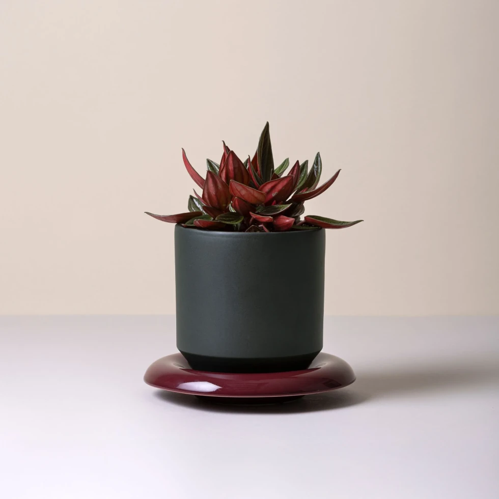 Doniczka Lily Glazed Forest Night