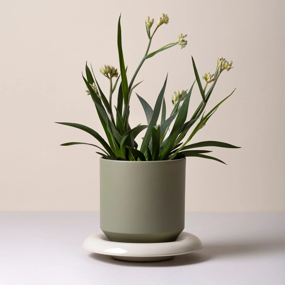 Doniczka Lily Glazed Sage Green