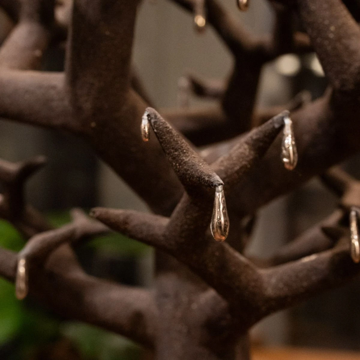 Kacper Pielaszek Wierzba Płacząca