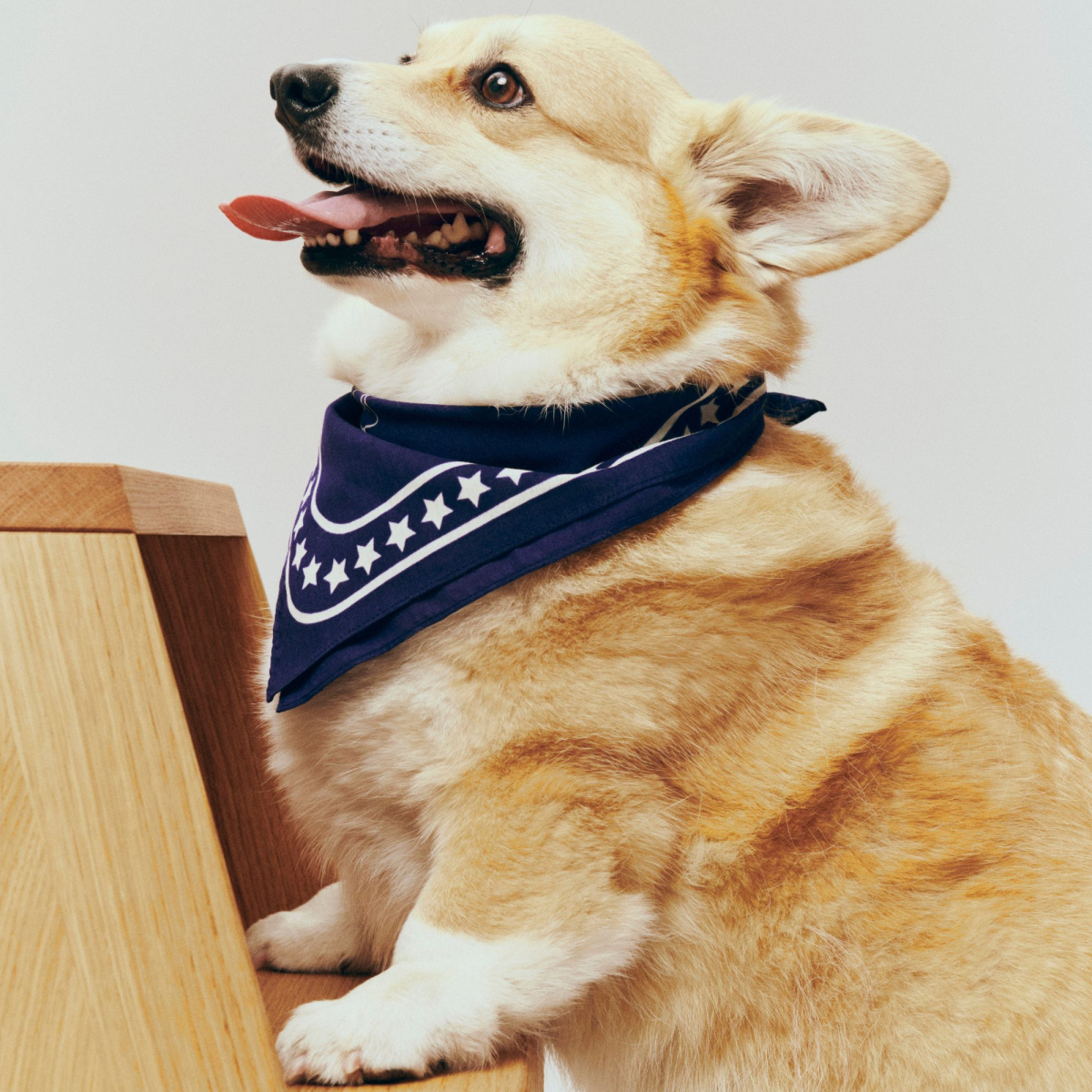 Bandana dla psa Dogs Scarf Dark blue