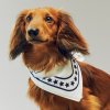 Bandana dla psa Dogs Scarf Off white with blue
