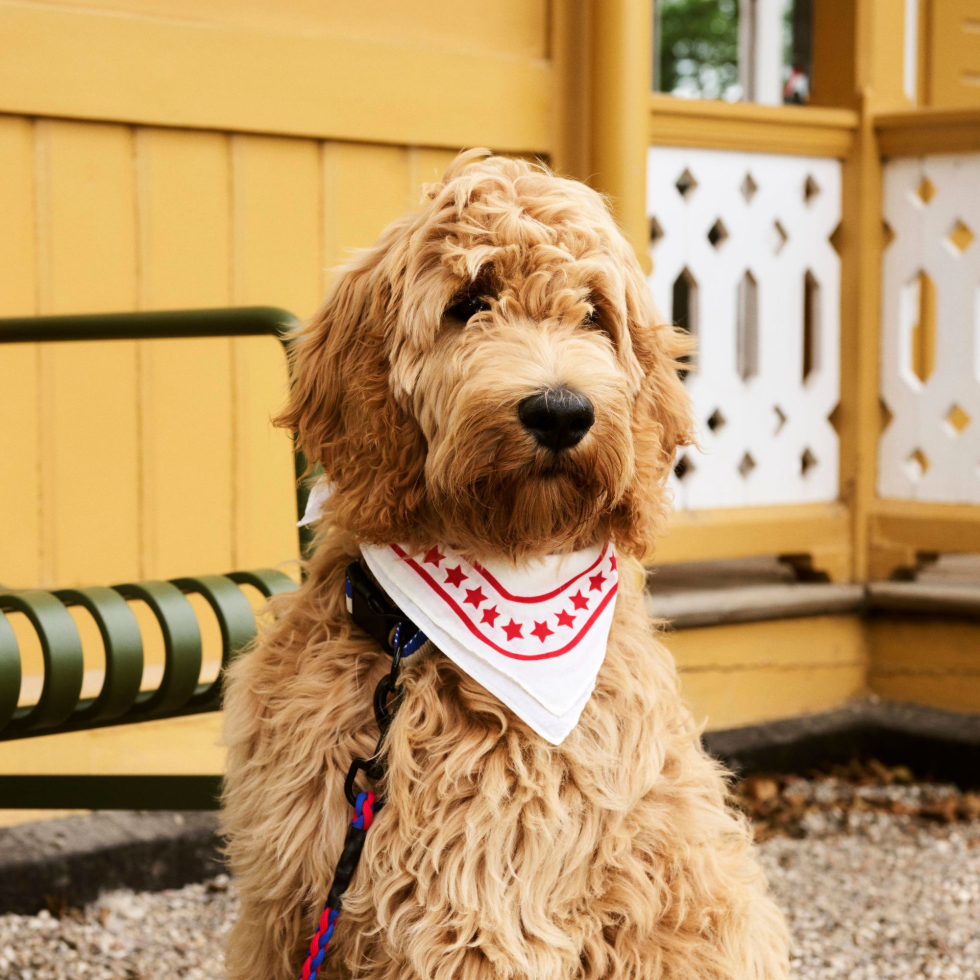 Bandana dla psa Dogs Scarf Off white with red