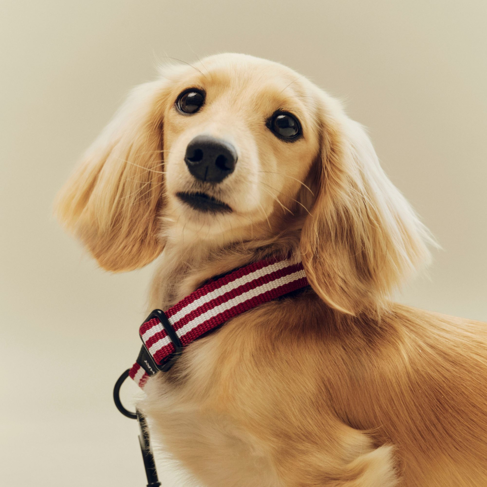 Obroża Dogs Collar Flat S/M Red and white stripe