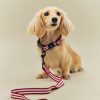 Smycz Dogs Leash Flat S/M Red and white stripe