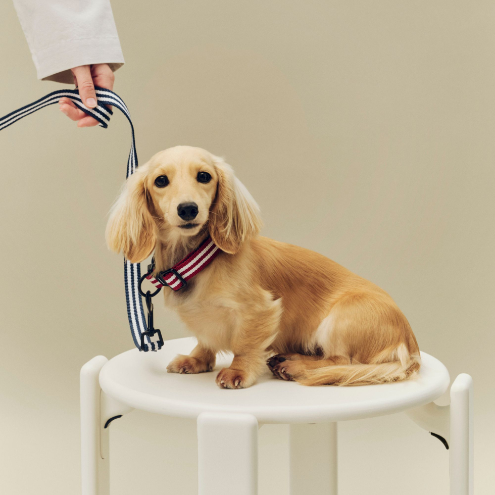 Smycz Dogs Leash Flat S/M Blue and white stripe