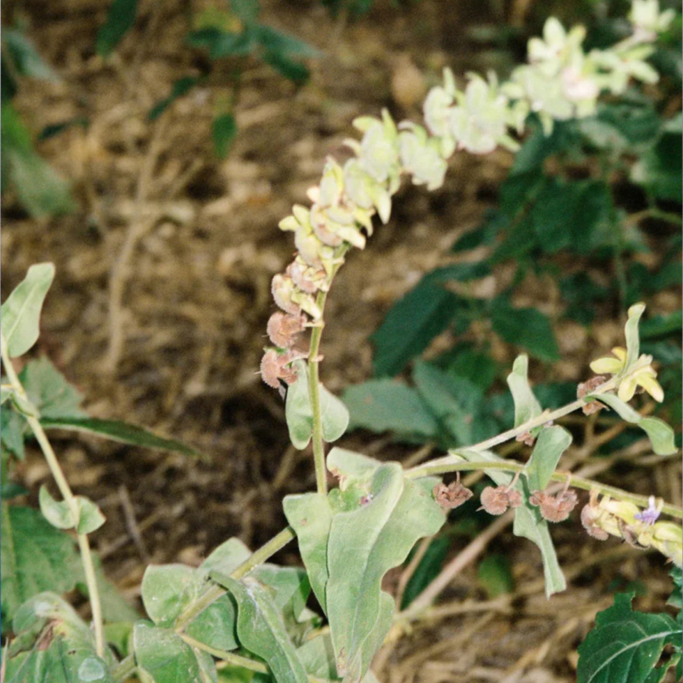 Masło do ciała Nr 291 Bergamotka i Paczula 200 g