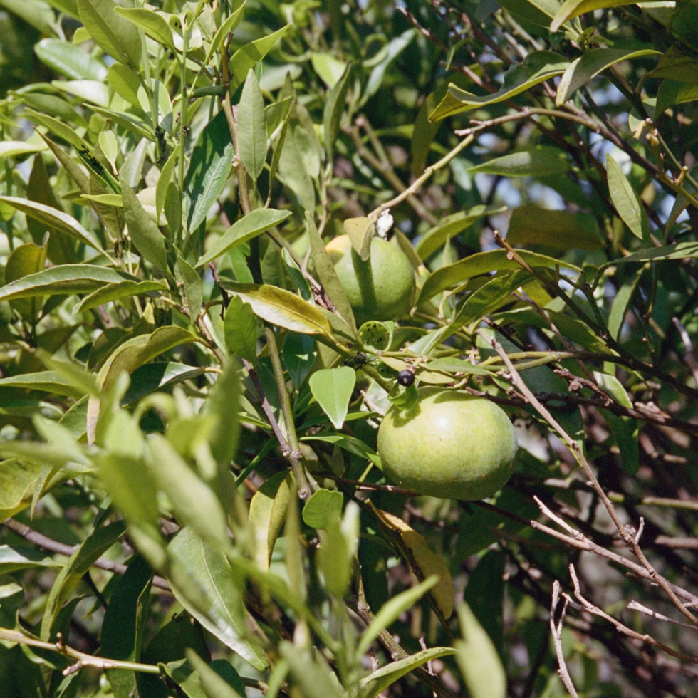 Masło do ciała Nr 291 Bergamotka i Paczula 200 g