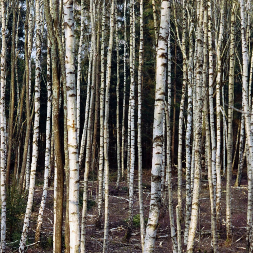 Odżywka do włosów Nr 231 Brzoza 240ml