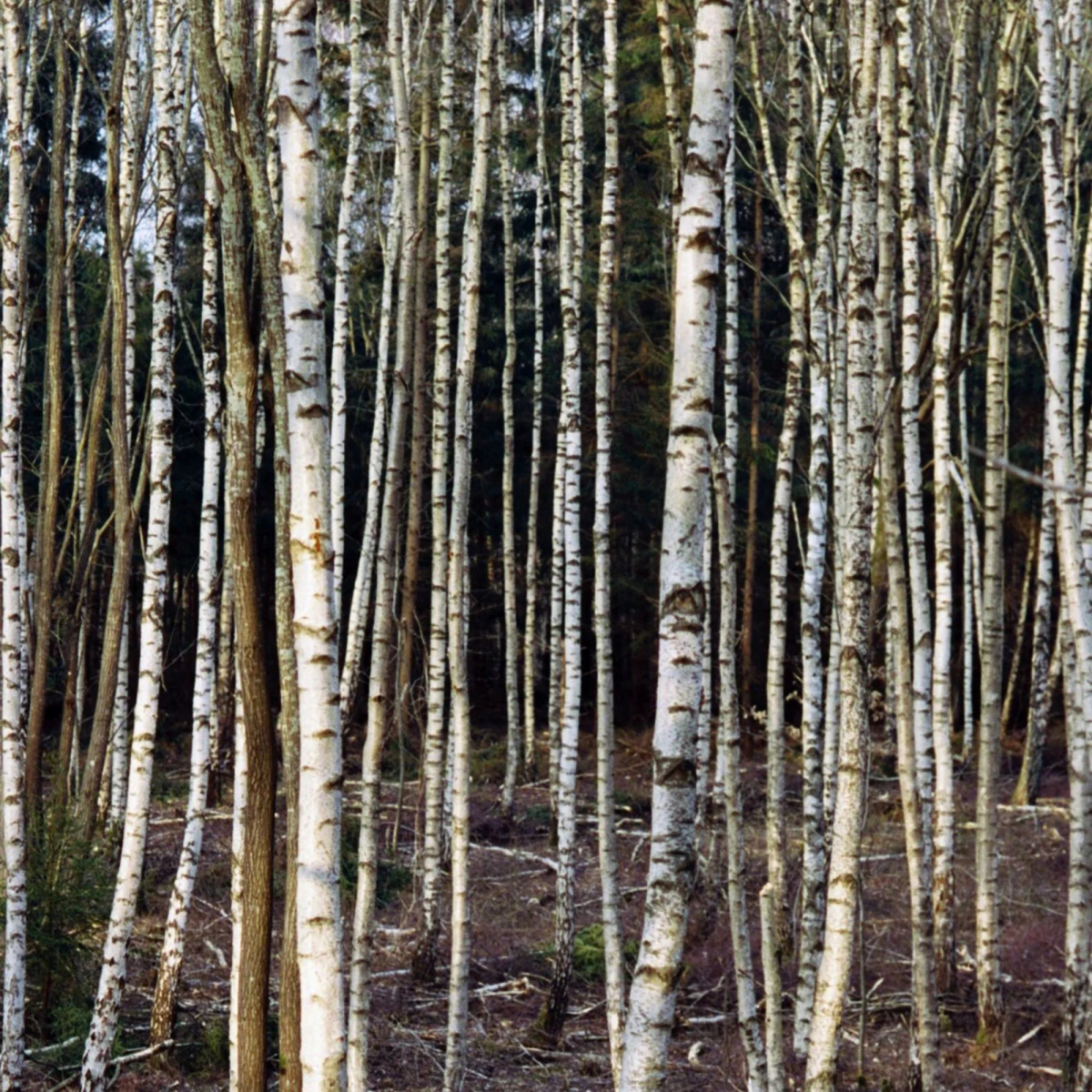 Odżywka do włosów Nr 231 Brzoza 240ml