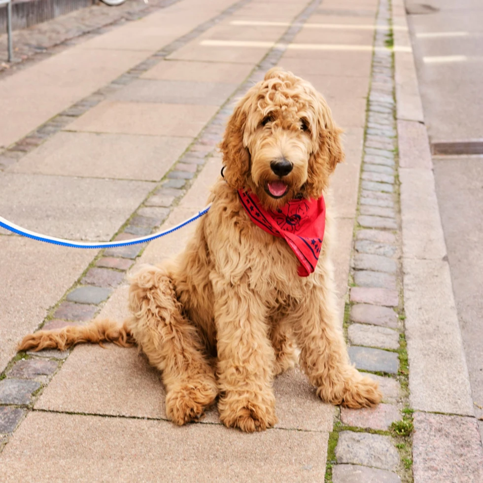 Chusta  Dogs Scarf Red HAY